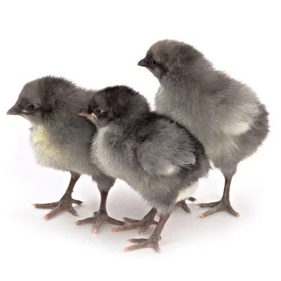 Blue 2024 wyandotte chicken